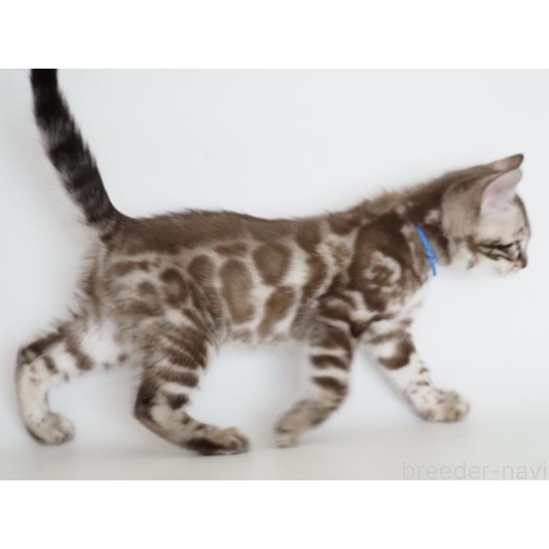 販売中の神奈川県のベンガル-136881の8枚目