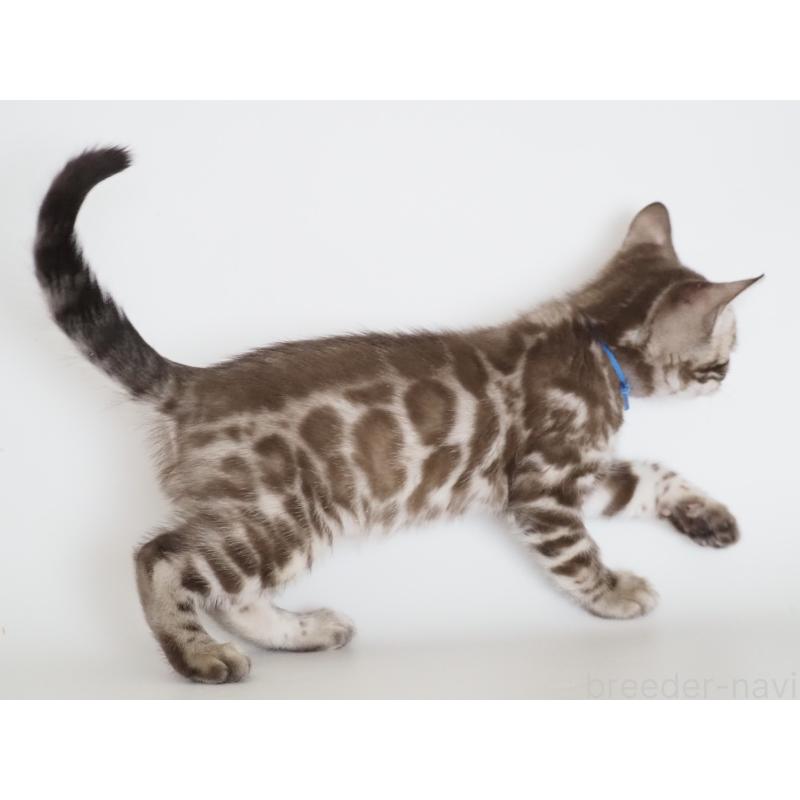 販売中の神奈川県のベンガル-136881の7枚目