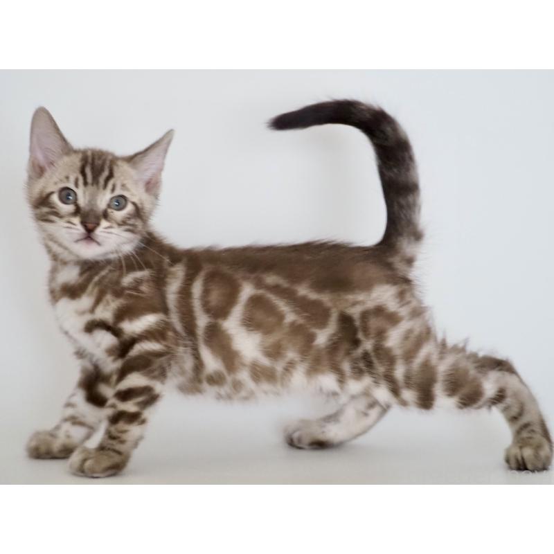 販売中の神奈川県のベンガル-136881の6枚目