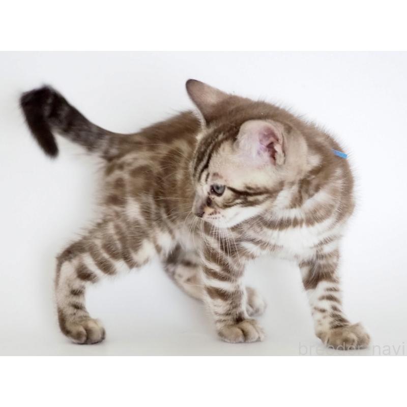 販売中の神奈川県のベンガル-136881の5枚目