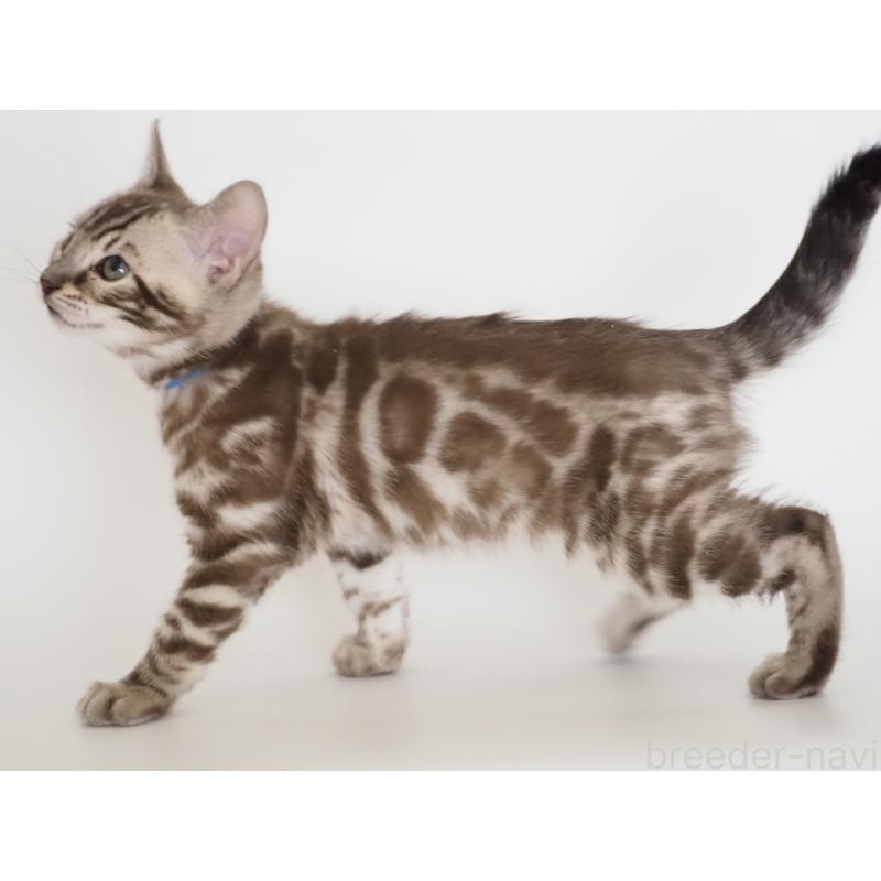 販売中の神奈川県のベンガル-136881の4枚目