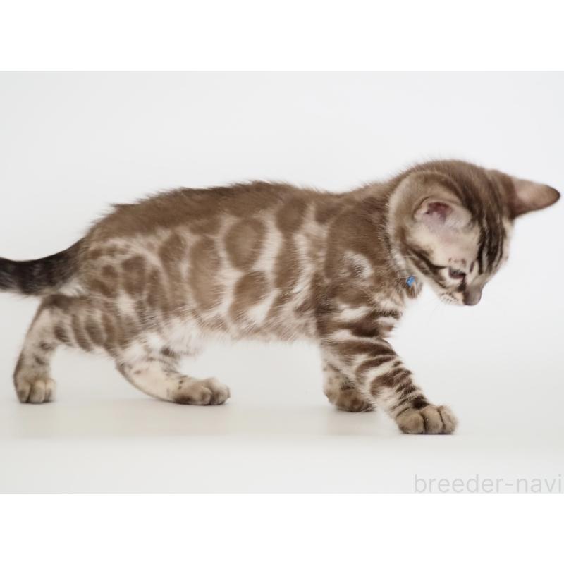 販売中の神奈川県のベンガル-136881の3枚目