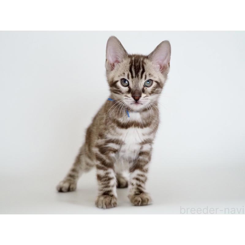 販売中の神奈川県のベンガル-136881の2枚目