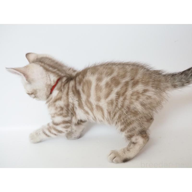 販売中の神奈川県のベンガル-136882の7枚目