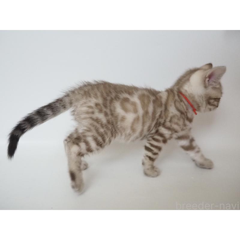 販売中の神奈川県のベンガル-136882の4枚目