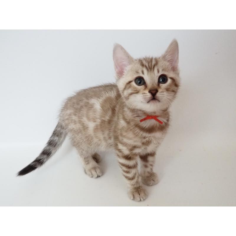 販売中の神奈川県のベンガル-136882