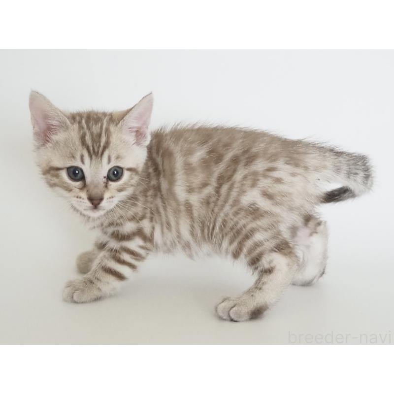 販売中の神奈川県のベンガル-136882の2枚目