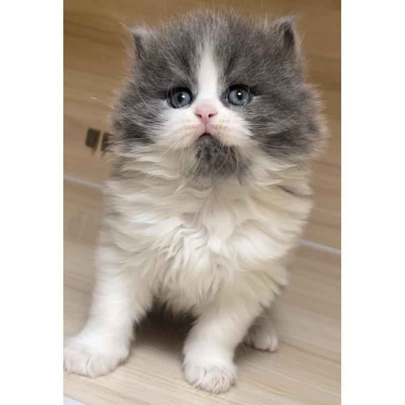 販売中の愛知県のミヌエット-136883の14枚目