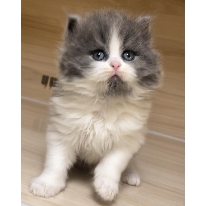 販売中の愛知県のミヌエット-136883の13枚目