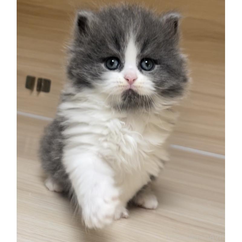 販売中の愛知県のミヌエット-136883の12枚目