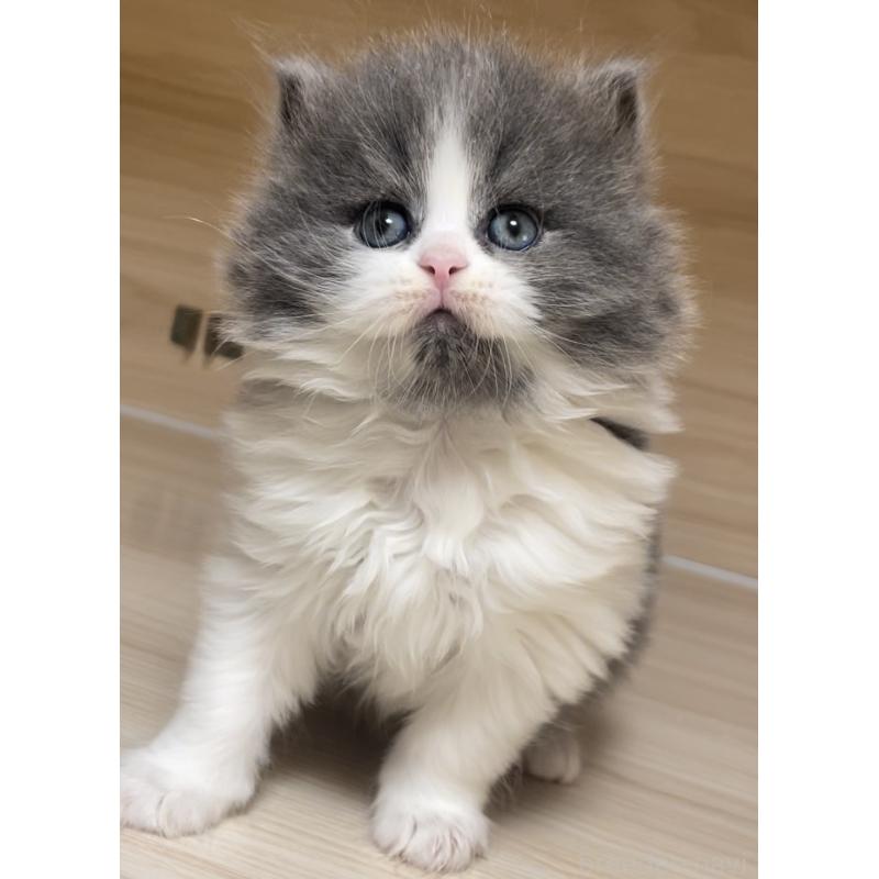 販売中の愛知県のミヌエット-136883の10枚目