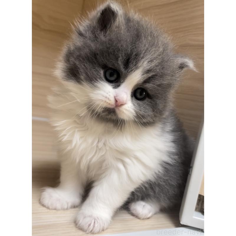 販売中の愛知県のミヌエット-136883の8枚目