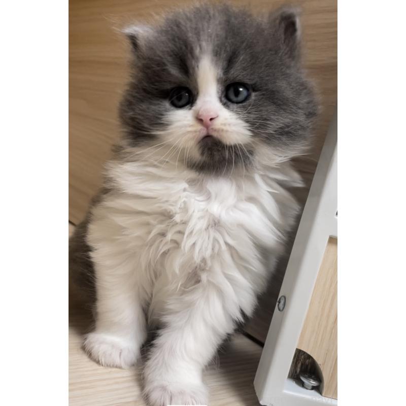 販売中の愛知県のミヌエット-136883の5枚目