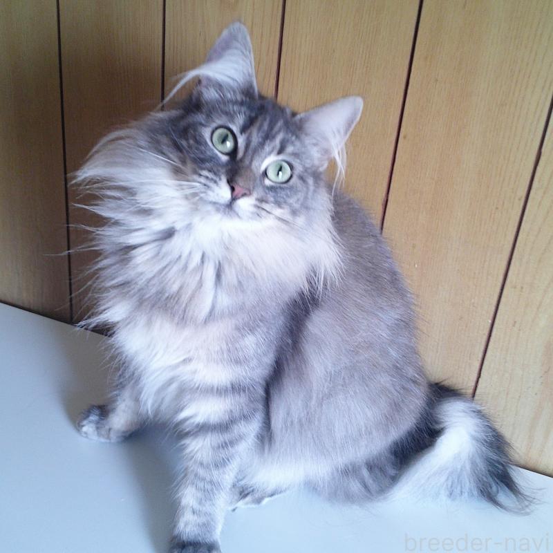 販売中の愛知県のノルウェージャンフォレストキャット-122005