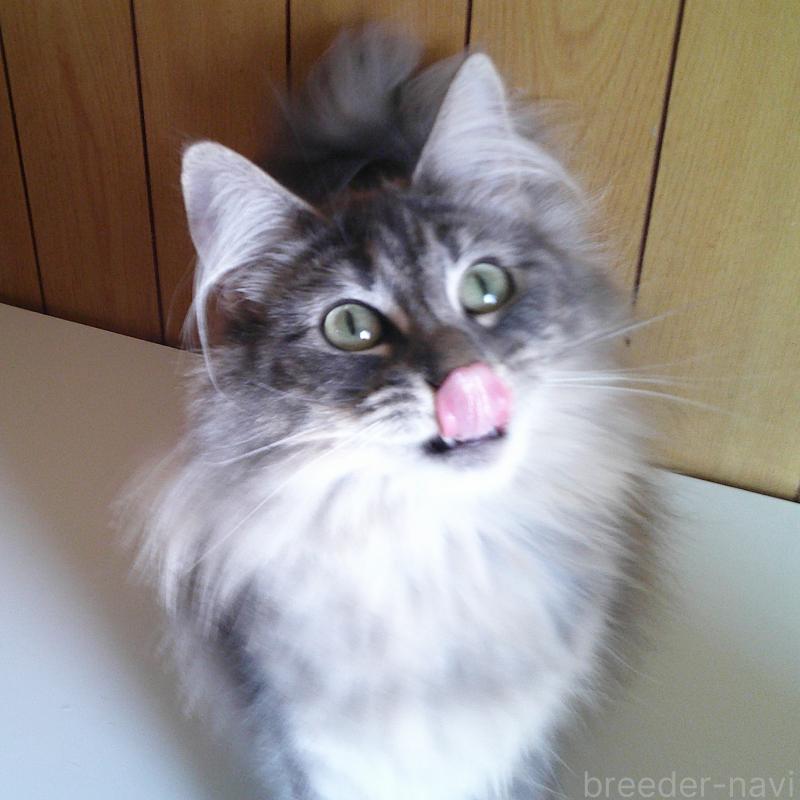 販売中の愛知県のノルウェージャンフォレストキャット-122005の5枚目