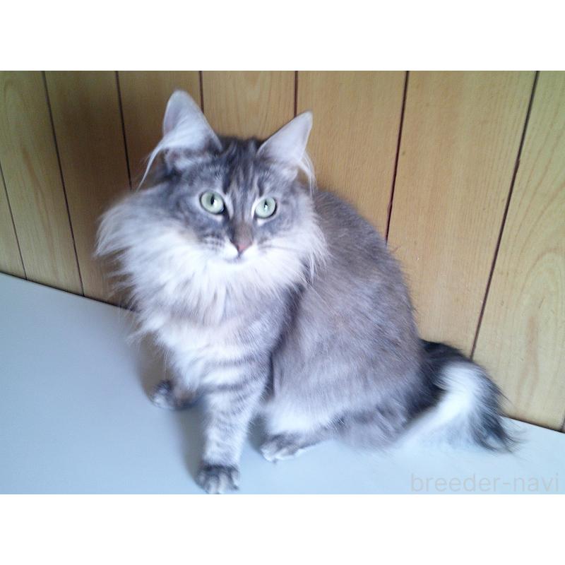 販売中の愛知県のノルウェージャンフォレストキャット-122005の3枚目