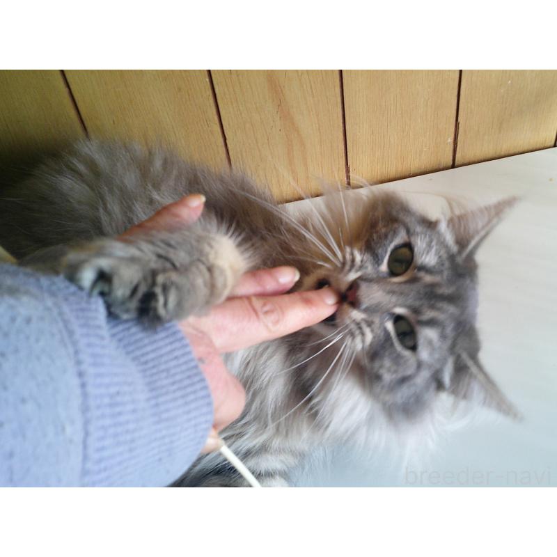 販売中の愛知県のノルウェージャンフォレストキャット-122005の2枚目