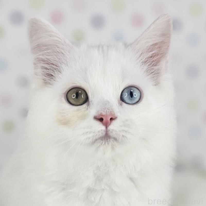 販売中の千葉県のマンチカン-136209