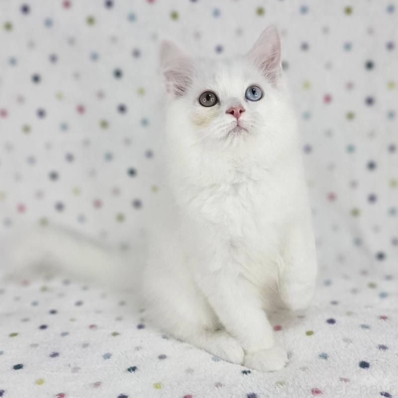 商談中の千葉県のマンチカン-136209の6枚目