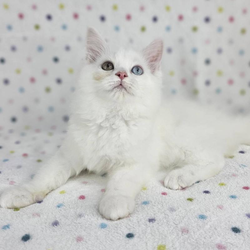 商談中の千葉県のマンチカン-136209の5枚目