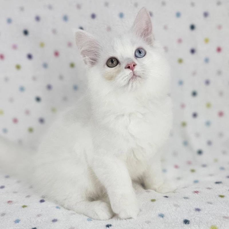 商談中の千葉県のマンチカン-136209の4枚目