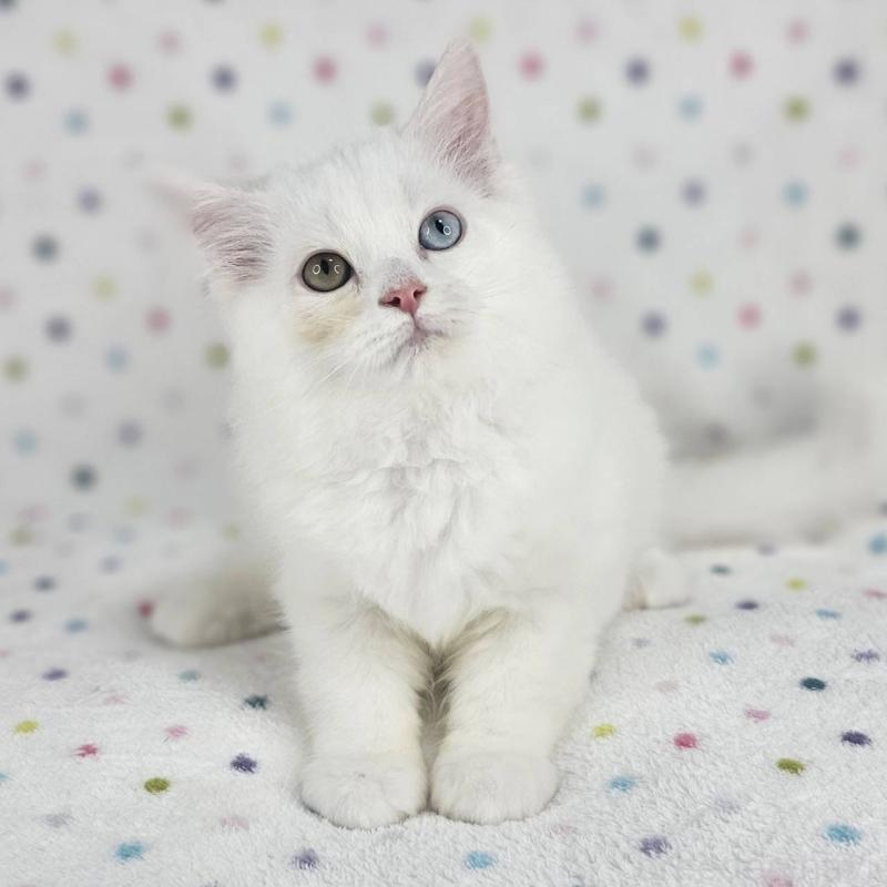 商談中の千葉県のマンチカン-136209の3枚目