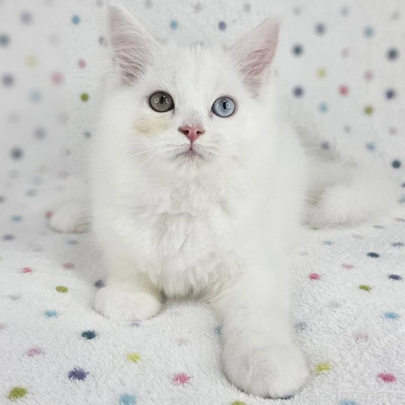 商談中の千葉県のマンチカン-136209の2枚目