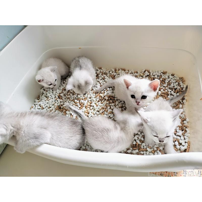 販売中の東京都のバーミラ-136253の3枚目