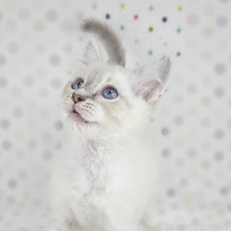 成約済の千葉県のマンチカン-136211の6枚目