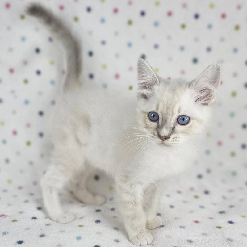 成約済の千葉県のマンチカン-136211の5枚目