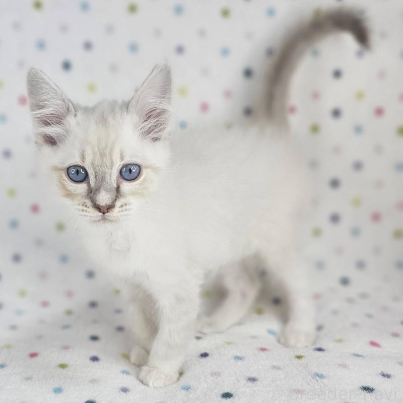 成約済の千葉県のマンチカン-136211の4枚目