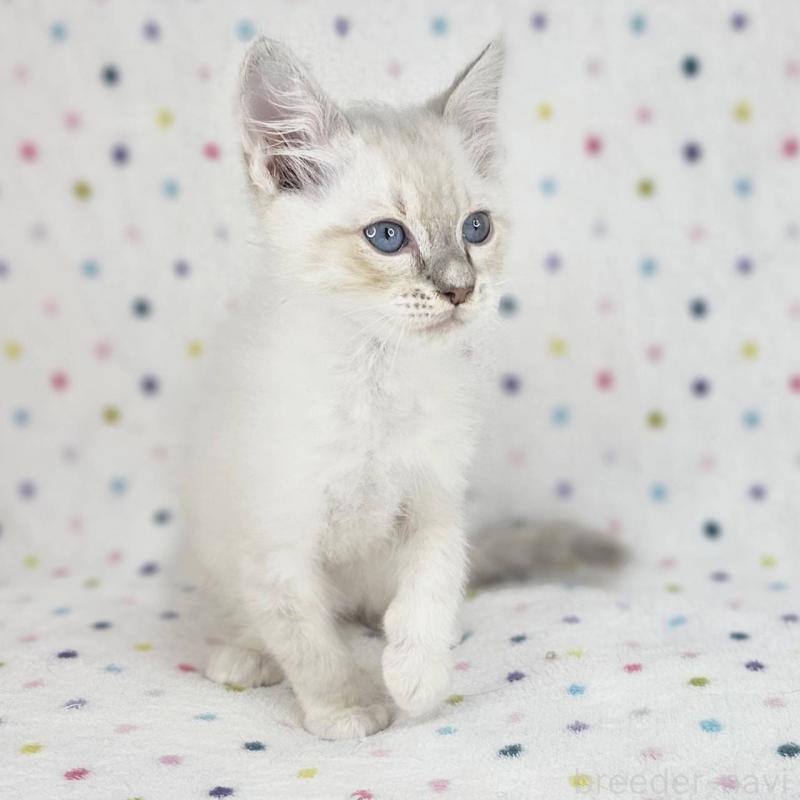 成約済の千葉県のマンチカン-136211の3枚目