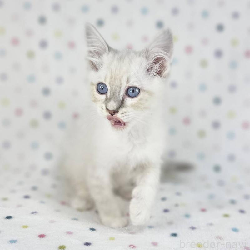 成約済の千葉県のマンチカン-136211の2枚目