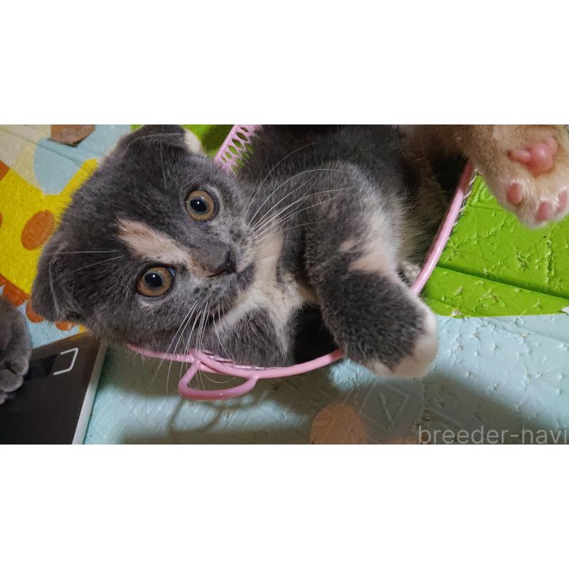 販売中の兵庫県のスコティッシュフォールド(折れ耳)-136090の2枚目