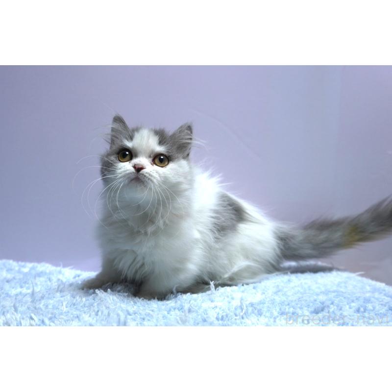 販売中の群馬県のミヌエット(短足)-131812の4枚目