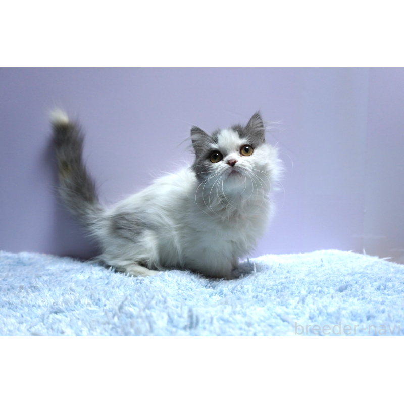 販売中の群馬県のミヌエット(短足)-131812の3枚目