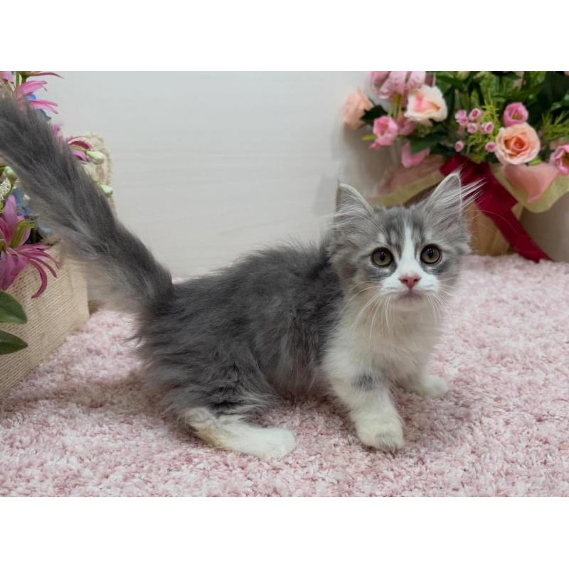 販売中の東京都のマンチカン(短足)-136890の6枚目