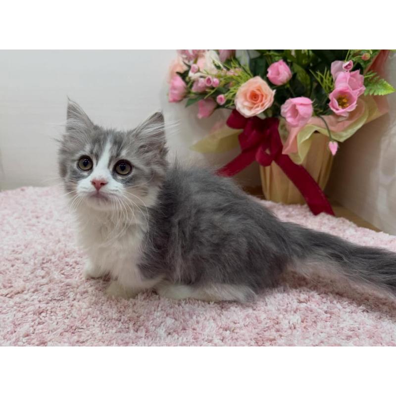 販売中の東京都のマンチカン(短足)-136890の5枚目