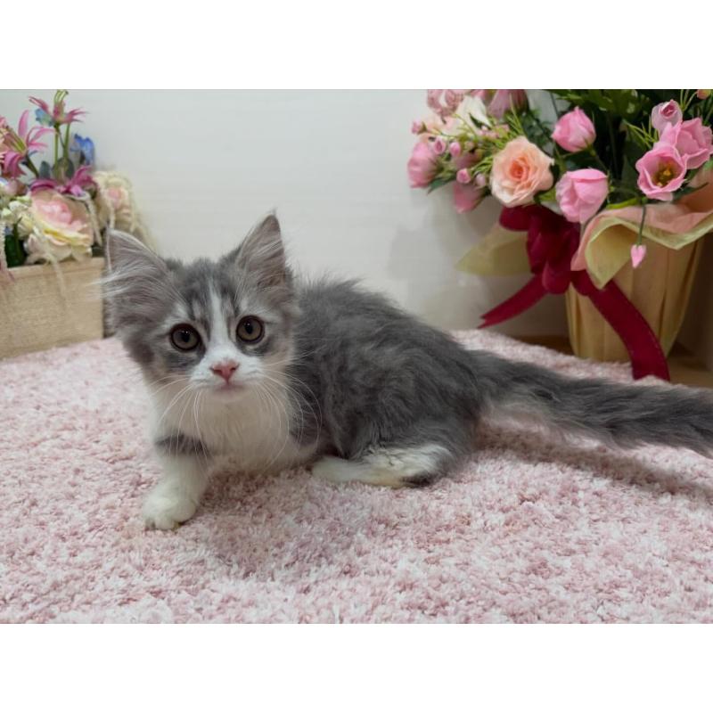 販売中の東京都のマンチカン(短足)-136890の4枚目