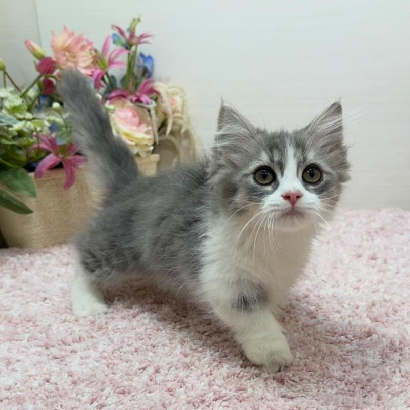 販売中の東京都のマンチカン(短足)-136890の3枚目