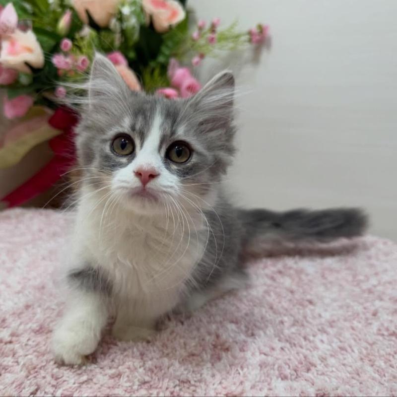 販売中の東京都のマンチカン(短足)-136890