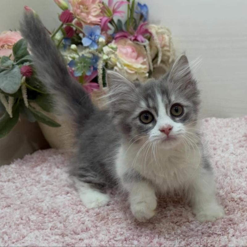 販売中の東京都のマンチカン(短足)-136890の2枚目