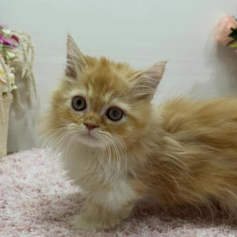 販売中の東京都のミヌエット(短足)-136891