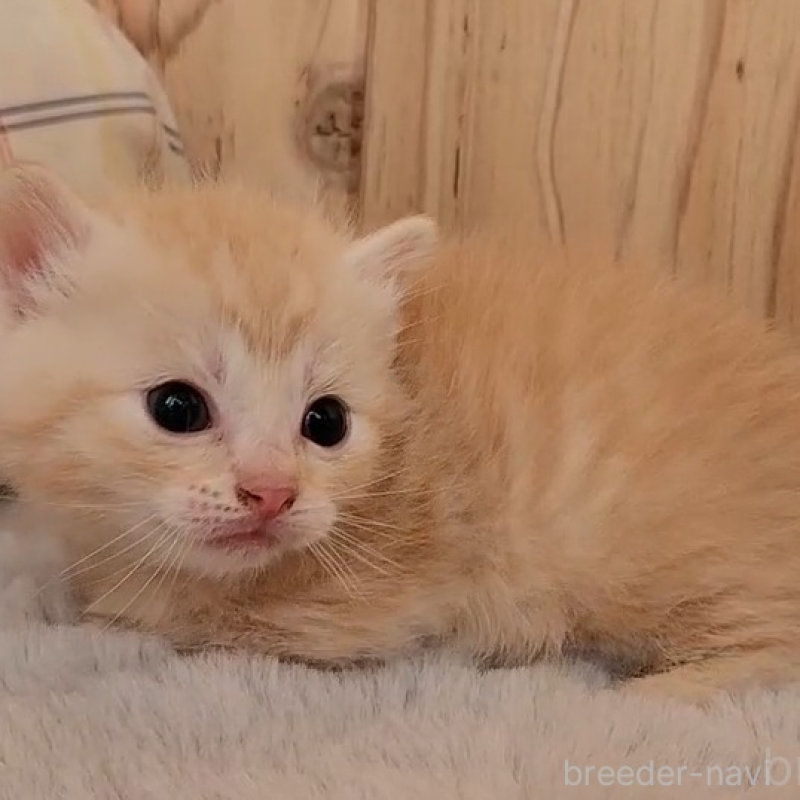 販売中の奈良県のマンチカン(短足)-136892