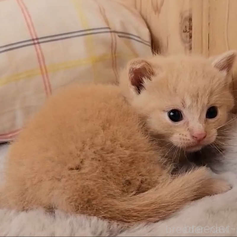 販売中の奈良県のマンチカン(短足)-136895の3枚目