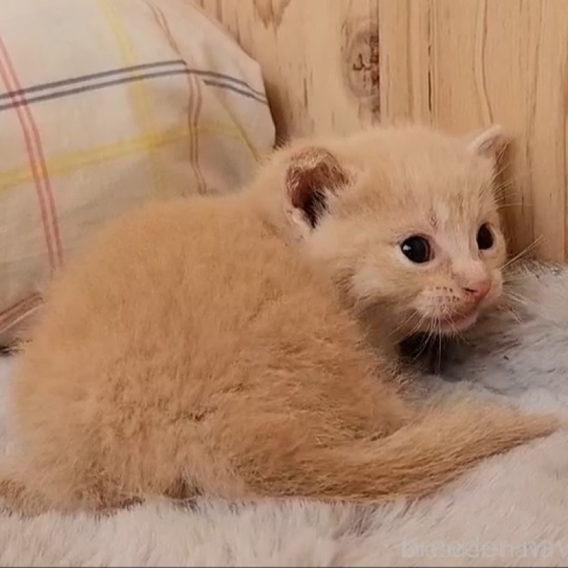 販売中の奈良県のマンチカン(短足)-136895の2枚目