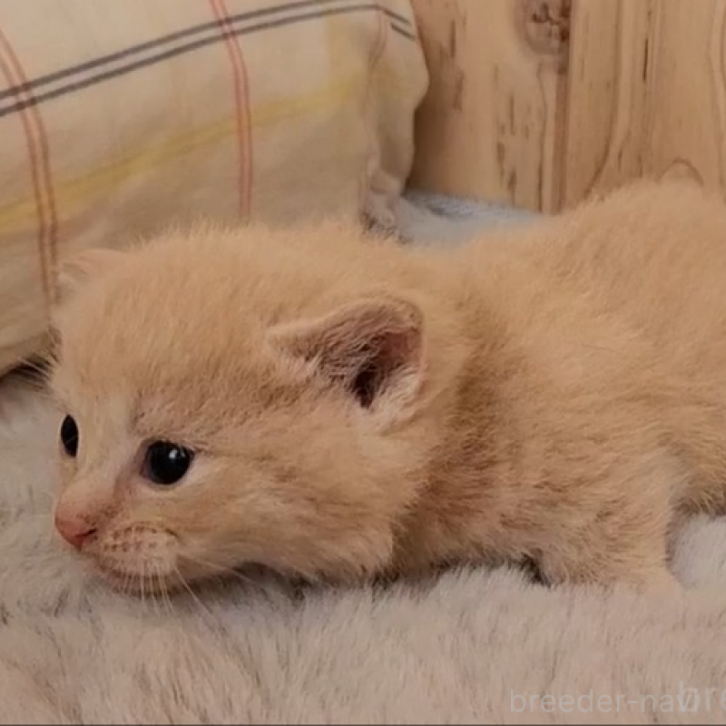 販売中の奈良県のマンチカン(短足)-136895の1枚目