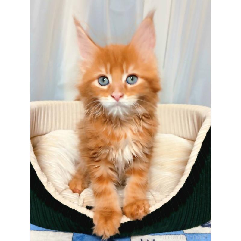 販売中の栃木県のメインクーン-136894の7枚目