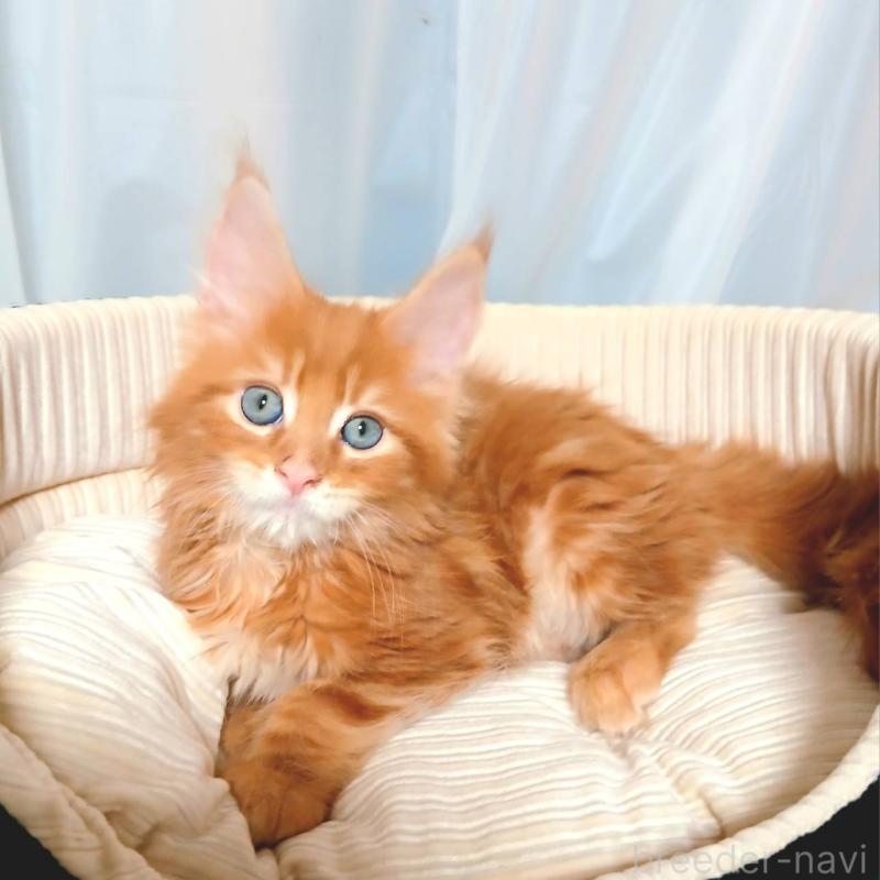 販売中の栃木県のメインクーン-136894の1枚目