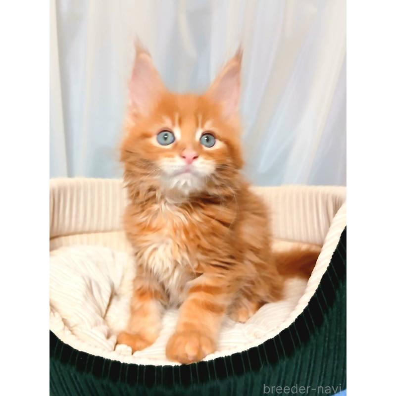 販売中の栃木県のメインクーン-136894の4枚目